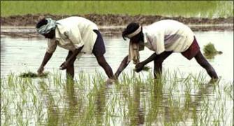 West Bengal burdened with bumper paddy crop