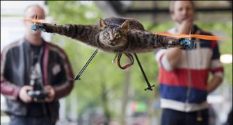 BIZZARE! A 'dead' cat-helicopter worth Rs 70 lakh