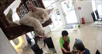 IMAGES: Visit Vienna's first cat cafe!