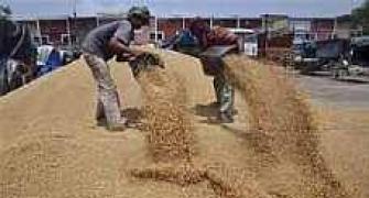 Govt favours suggestion to export 2 million ton wheat