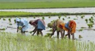 India topples Thailand as world's largest rice exporter