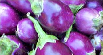 NBA to file case against developers of BT Brinjal