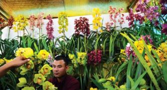 How Sikkim's flower industry is BLOOMING