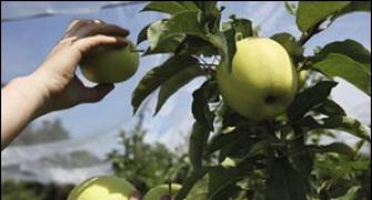 Uttarakhand gets its first apple cold chain