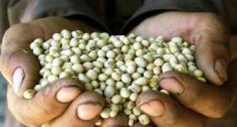 Govt can't ban field trials of GM crops: Pawar