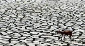 Centre to give Rs 1,208 crore to drought-hit Maharashtra