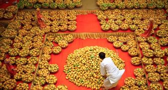 Indian mangoes offered to Cameron as EU ban looms