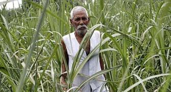 Why Rahul is wrong about the Indian farmer