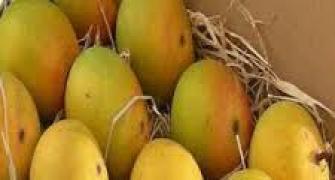 UK hosts round-table over Indian mango ban