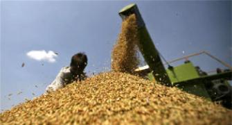 Food law adrift as government trims grain purchases