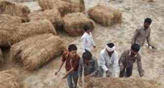 Can Indian agriculture adopt the 'Gujarat Model'?