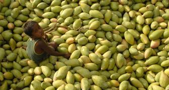 EU agrees to lift import ban on Indian mangoes