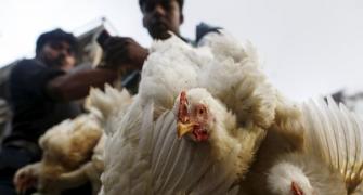 Saudi Arabia bans Indian poultry products over bird flu scare