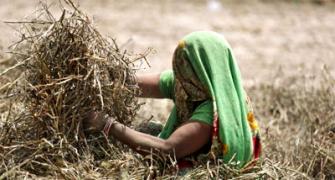 India's agri output shrinks 1st time in 5 years