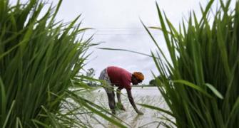 Modi seeks quick boost to irrigation as drought looms