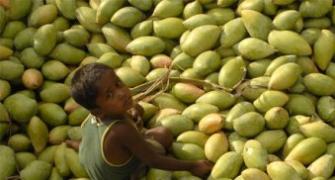 Mango exports to further dip this year