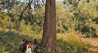 Industry will soon be able to fell trees without tribal consent