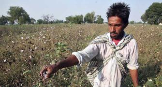 India 'not scared' if Monsanto leaves, as GM cotton row escalates