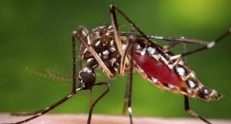 Sanofi Pasteur to bring first dengue vaccine to India