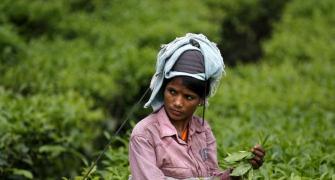 Note ban: In Assam's tea gardens cash is perennially in demand