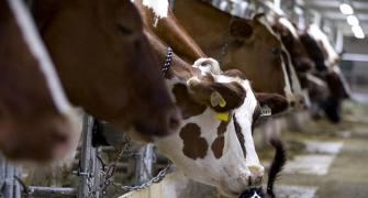 On eve of summer, milk cos feel the heat to raise prices
