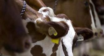 Patanjali to foray into dairy sector: Ramdev