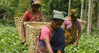 Sri Lankan crisis: Indian orthodox tea gets a boost
