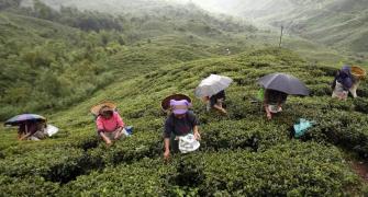 Priced tea falls prey to Darjeeling unrest