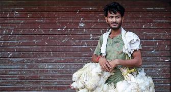 Poultry prices decline amid coronavirus rumours