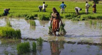 How govt plans to double farm income in 5 years