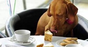 NestlÃ© now out to woo man's best friend