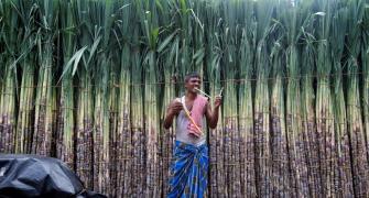 Sugarcane economy sets the tone for Uttar Pradesh's LS election