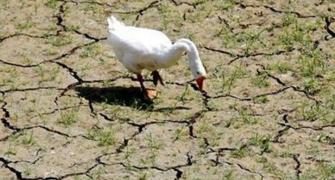 Scorching summer may hit water supply and fodder