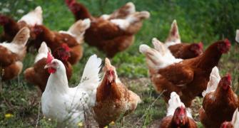 Poultry farmers in Karnataka, Kerala hit by bird flu