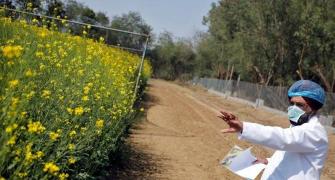 GEAC clears environmental release of GM mustard
