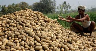 UP farmers feel the pinch as potato prices soar