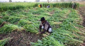 'India's new agri laws can raise farm income, but...'