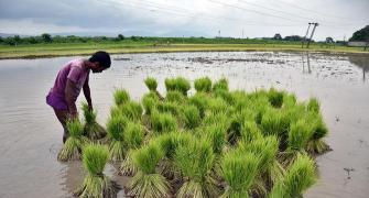 Paddy acreage up 3% to 411.52 lakh hectare