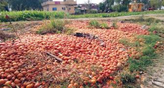 Now soaring tomato prices add to household woes