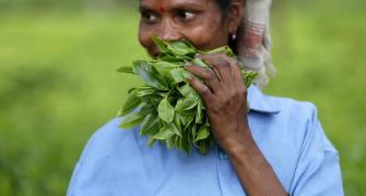Ukraine crisis: India's tea exports likely to be hit