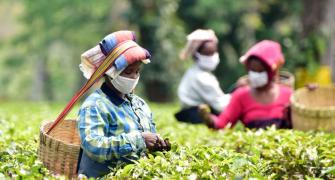 Tea Industry Hopes Russia Makes Tea, Not War