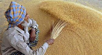 Will Centre be forced to allow wheat import?