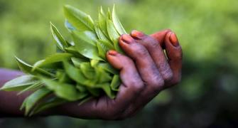 Tea: every year Darjeeling finds a way to become worse