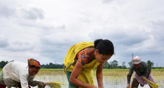 Why Rice Economy Faces Turmoil