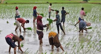 Farm profits likely to be higher this kharif season