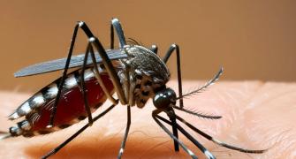 India's First Dengue Vaccine Likely To Be Ready By 2026