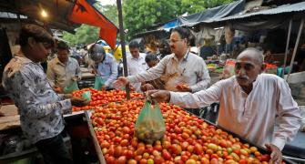 Retail tomato prices drop 22.4% on improved supplies