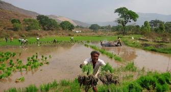 Cabinet nods two agri schemes worth Rs 1 lakh crore