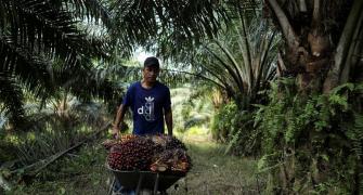 Crude palm oil rates on boil, FMCG prices move north