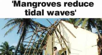 'Mangroves reduce tidal waves'